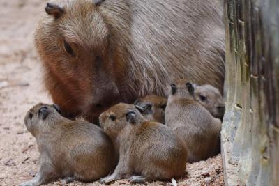 深圳野生动物园“最大老鼠”顺利产下五胞胎