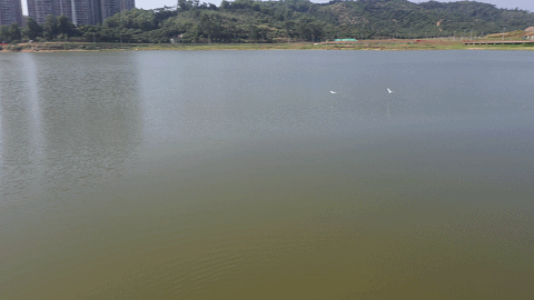 发现光明治水美景| 荔湖公园：赏湖光山色，闻白鹭鸣啼