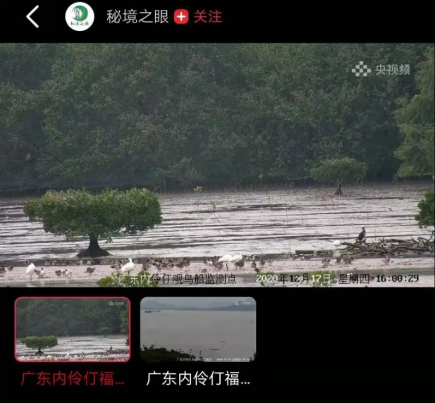 福田红树林野生动物开通24小时在线“云上看”