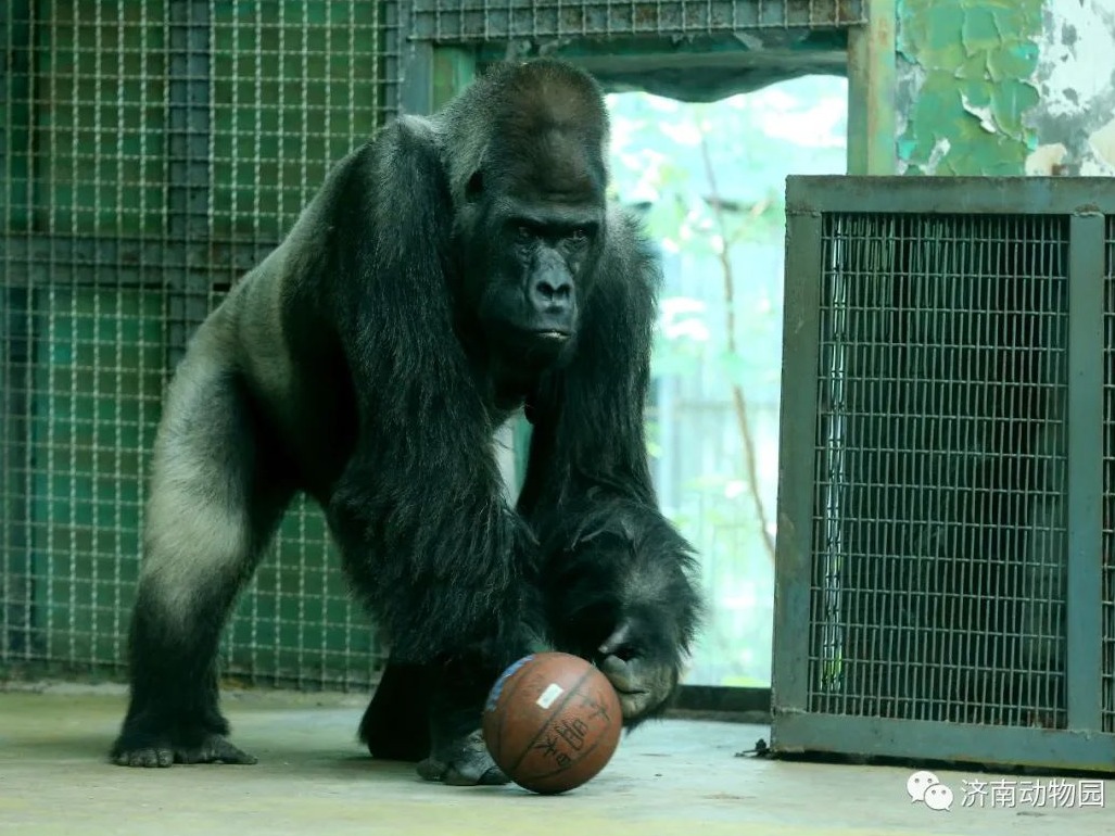 国内动物园存活年龄最长大猩猩“威利”去世