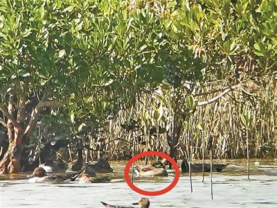 福田红树林来了个“俏邻居”！时隔两年又有近危罗纹鸭来深作客