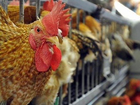 韩英部分地区暴发禽流感，香港暂停该地区禽肉及禽类产品进口