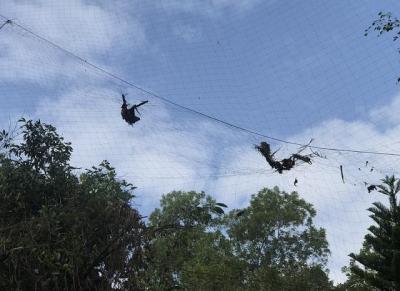 梧桐山麓惊现捕鸟网，野保部门与仙湖植物园已介入调查
