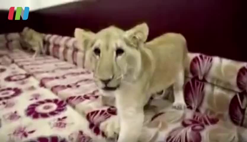 男子在家中养狮子卖钱