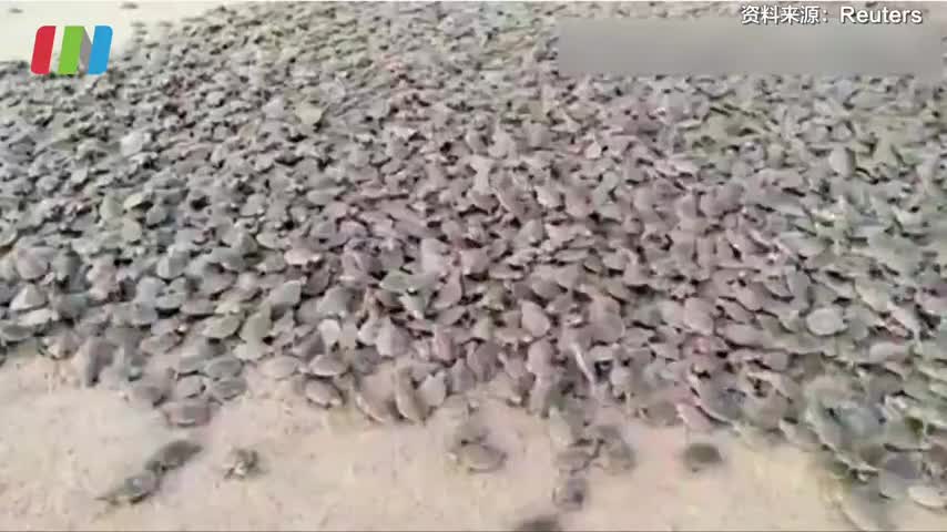 巴西沙滩上近十万只乌龟孵化，小乌龟多的连沙子都看不到了