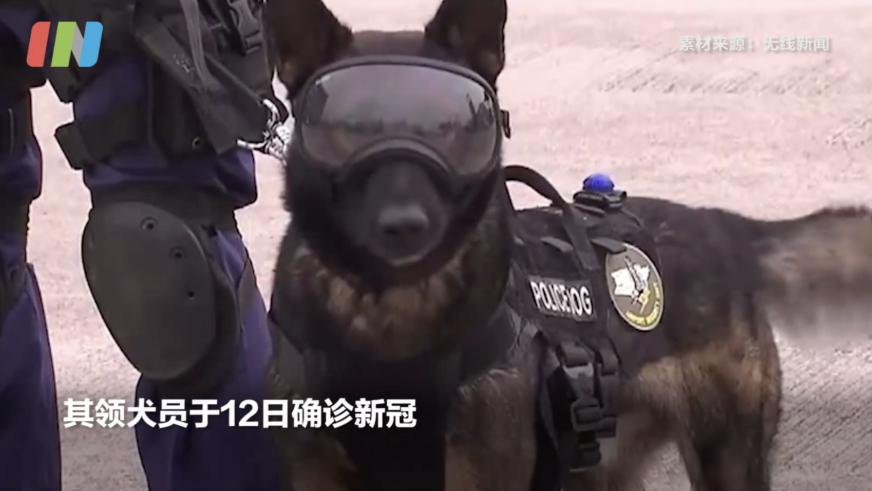 香港机场一警犬确诊新冠 此前领犬员新冠检测为阳性