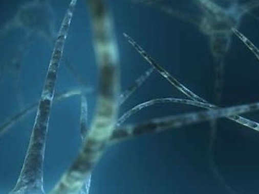 人类记忆中特有神经“指纹”解码，或助阿尔茨海默症等治疗