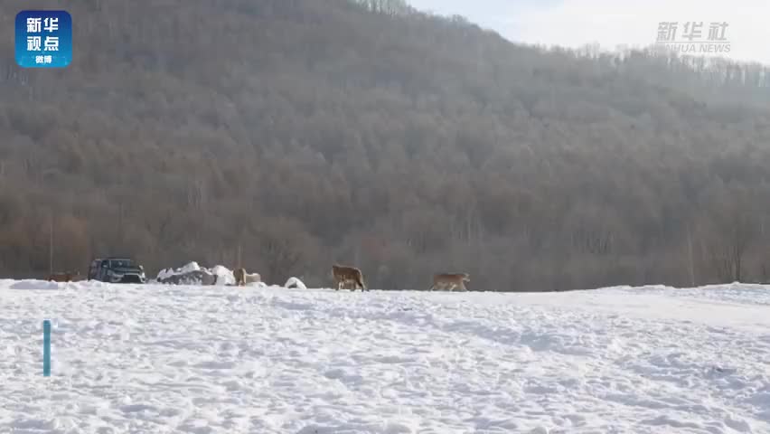 冬季野化训练，东北虎雪地吃鸡