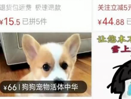 网购平台公开售卖“活体盲盒” 商家：不接受退换和中差评