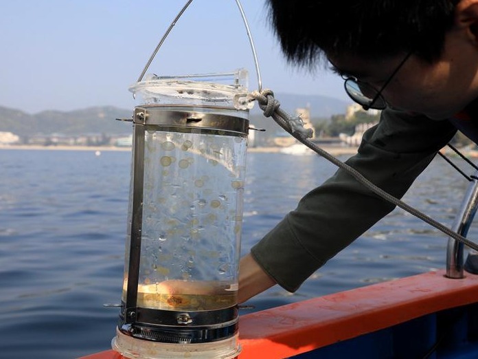 时隔15年，深圳再次出现大规模棕囊藻赤潮 多部门密切监测确保海洋生态安全