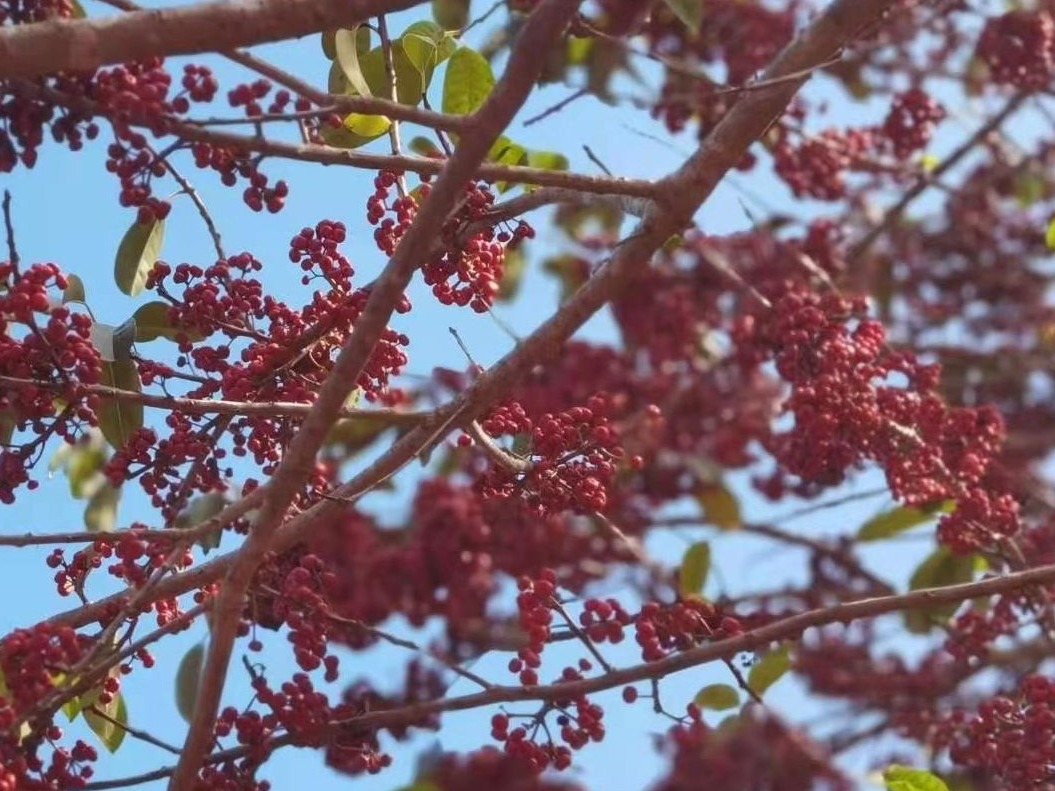 冷空气再次组团来袭，广东将降温4℃～6℃