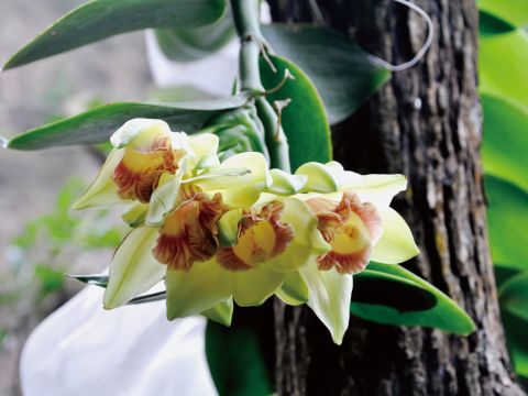 96种，纯野生，有“艳照”！深圳第一本兰花“宝典”来了 | 绿野深圳