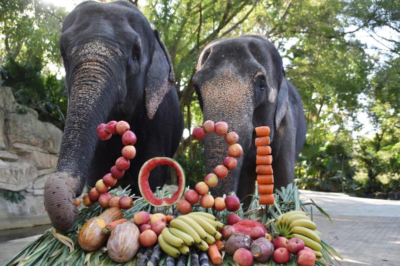 深圳野生动物园饲养员为大象准备“2021新年大餐”