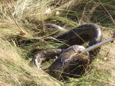 极速真探｜深圳一公园惊现4米长大蟒蛇！众人合力才将其拿下