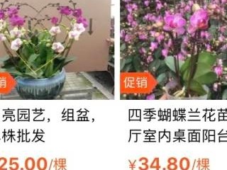 广东首个“线上花市”试点在广州白云区开锣