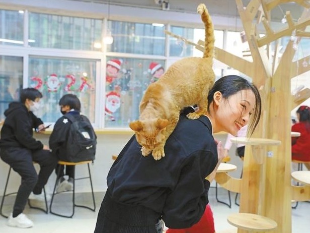 猫咪咖啡馆成为都市中治愈心灵的休闲新去处 