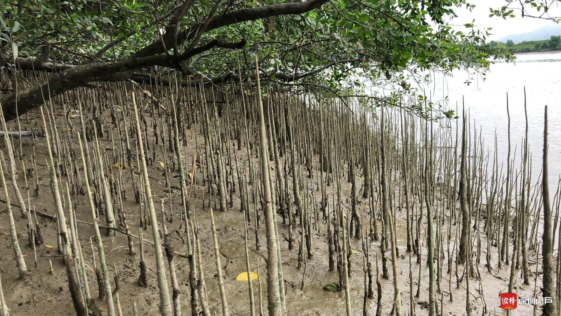 海桑的呼吸根因此,此次项目的定位为湿地生态修复,主要通过治理外来