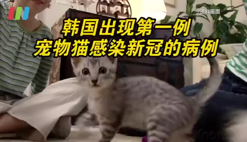 韩国出现第一例猫感染新冠病例  可能被确诊主人传染