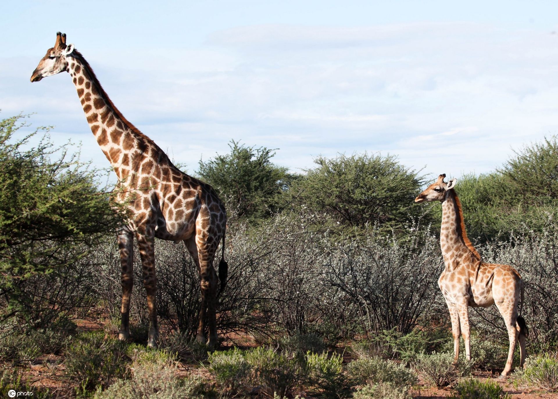 非洲发现“侏儒”长颈鹿 体长不足3米短腿萌萌哒！