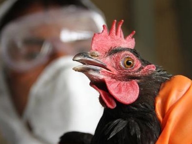 海关总署：禁止输入法国禽类及其相关产品