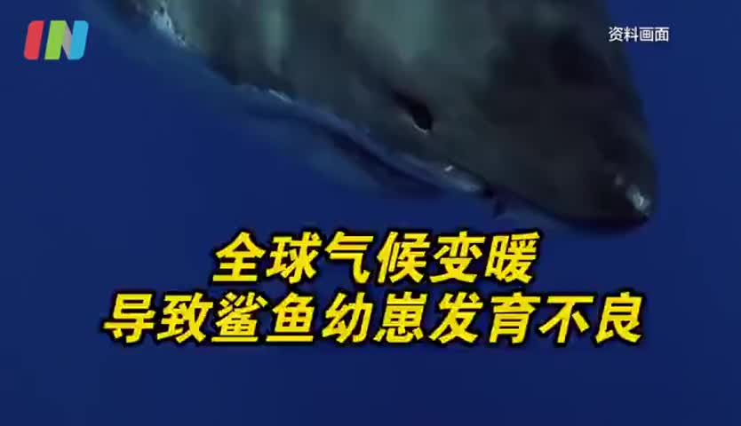 全球气候变暖将导致鲨鱼发育不良
