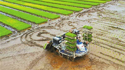 给水稻“减肥”！珠海将实施这项技术推进水稻生产绿色发展