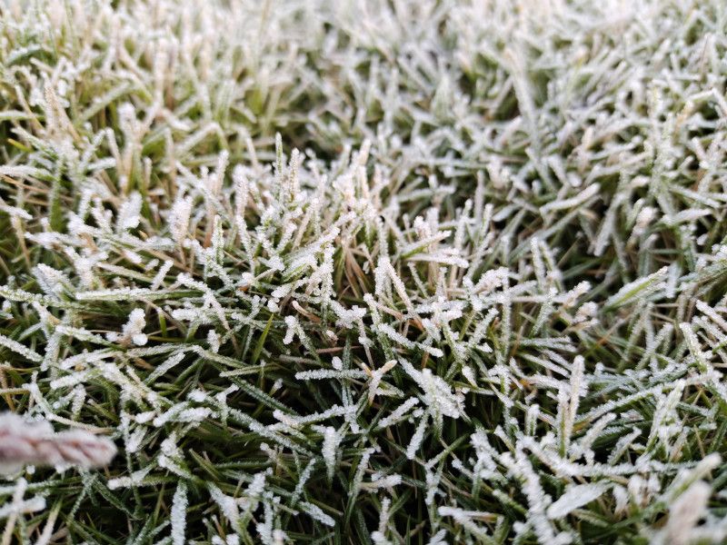 -0.3℃！海南迎十年来最低气温 树木草丛结霜