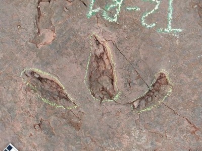 福建首次发现恐龙足迹群化石 