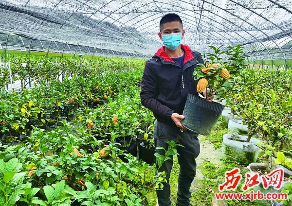 肇庆市各地取消迎春花市 销售商转战线上及实体店