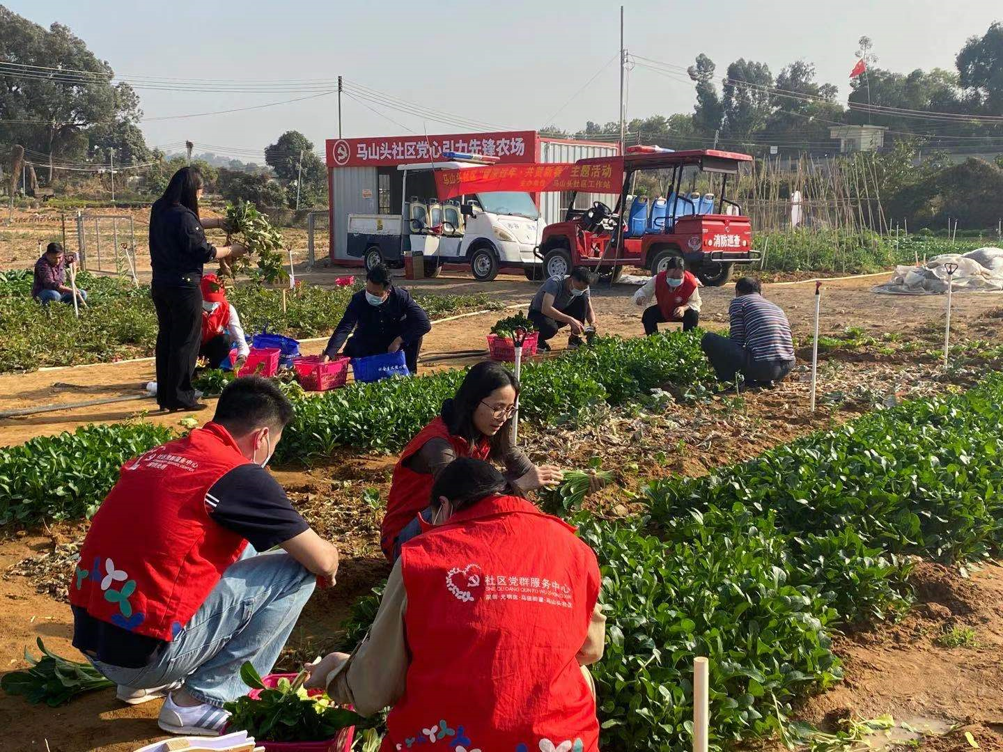 马山头社区开展果蔬采摘活动鼓励企业员工留深过年
