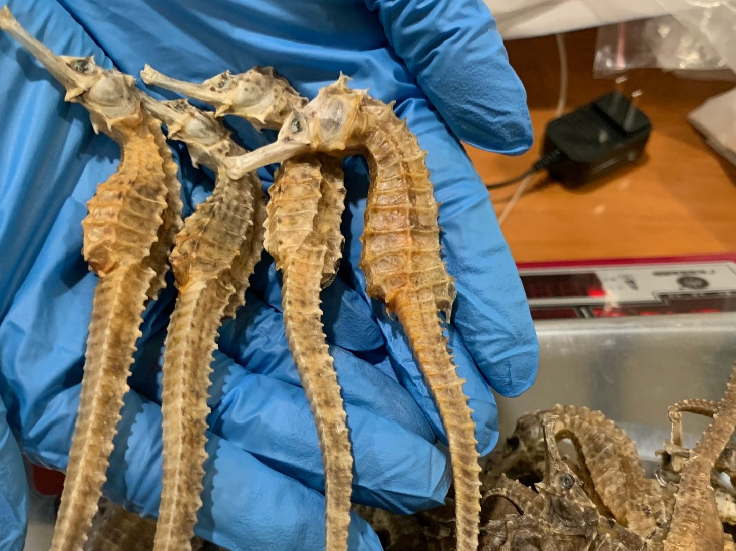 广州海关查获违规携带入境海马干