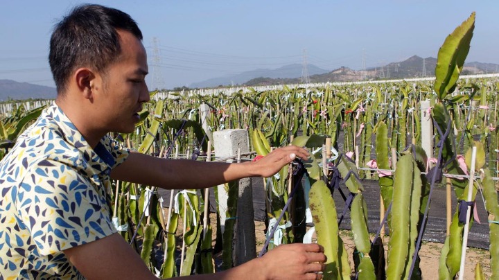 拒绝“看天吃饭”！“90后”果农立志种植能抗台风的火龙果