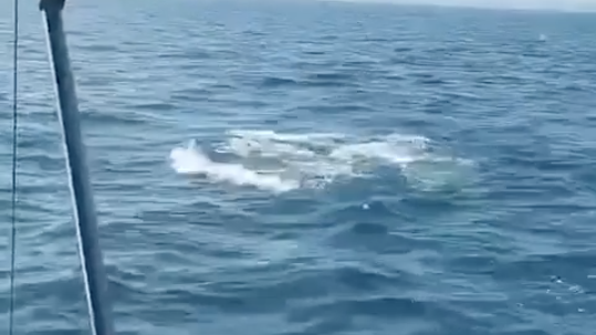 大鹏湾海域发现海豚，专家提醒大家不要追逐