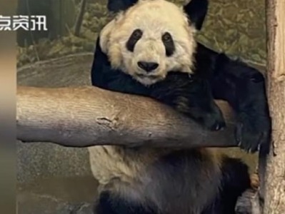 网友质疑美孟菲斯动物园对两只熊猫照料不周，园方：身体健康