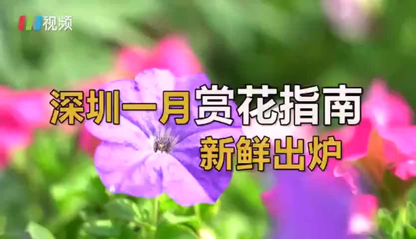 深圳一月赏花指南 邂逅新年第一波花事