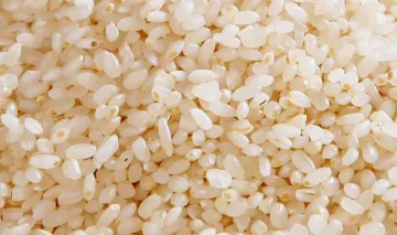 网红胚芽米真的比大米有营养吗？专家告诉你真相