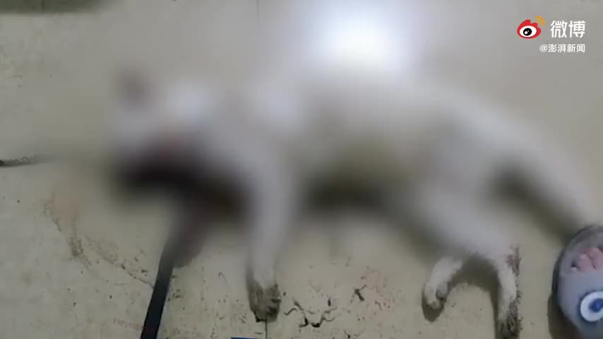 疑大量虐猫并贩卖视频者接受调查，警方：将依法处理