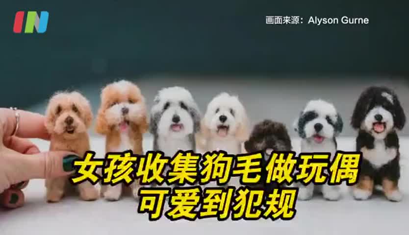 美国女孩用自家狗毛做玩偶