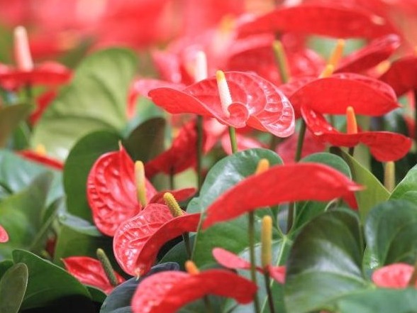 广州花卉新品种项目获省农业技术推广奖一等奖