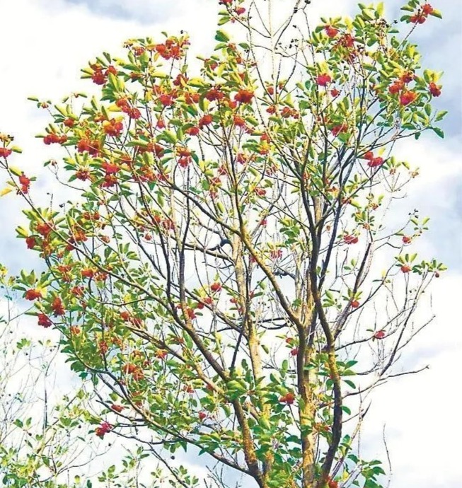 惊艳绽放！春节前后，梧桐山红花荷迎来盛花期