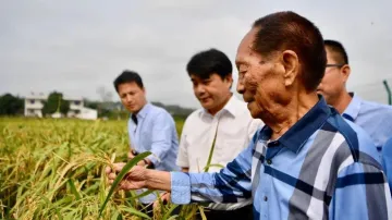袁隆平团队启动海水稻产业化推广，拟实现“亿亩荒滩变良田”