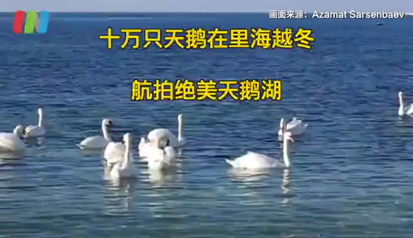 航拍里海十万天鹅越冬 真·绝美天鹅湖