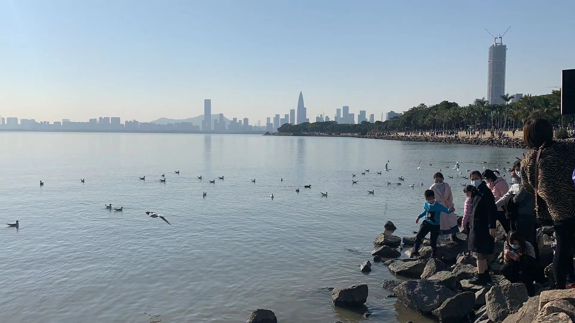 极速真探 | 候鸟飞临深圳湾湿地过冬，节日文明观鸟渐成风尚