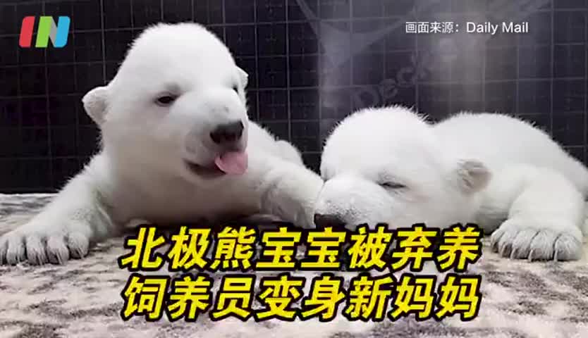 俄罗斯饲养员收养被弃养的北极熊宝宝