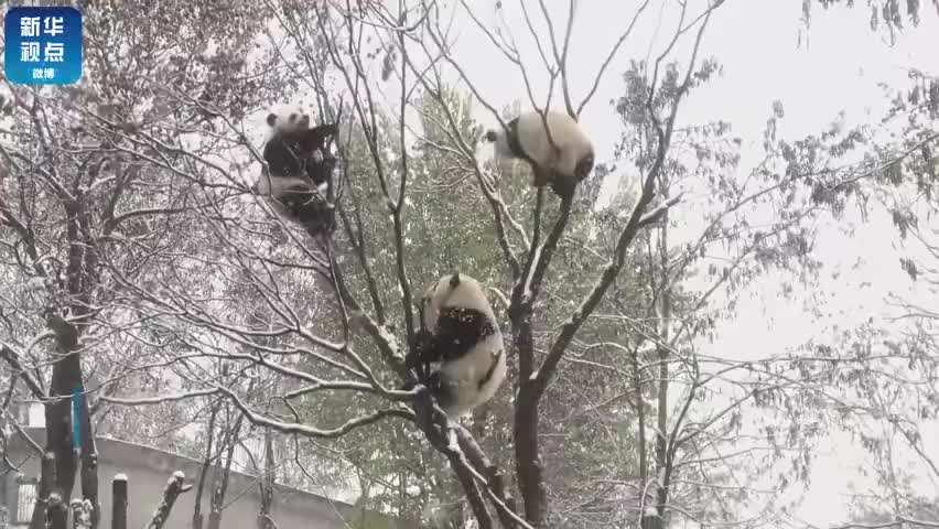 国宝在雪中撒欢