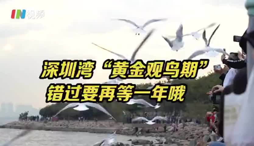 错过要再等一年！深圳湾10万候鸟等着你