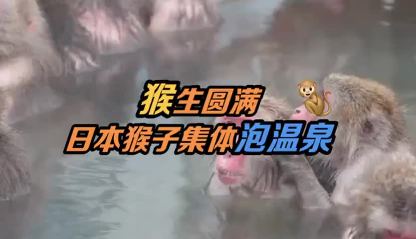 猴生圆满！日本猴子集体泡温泉还让人围观