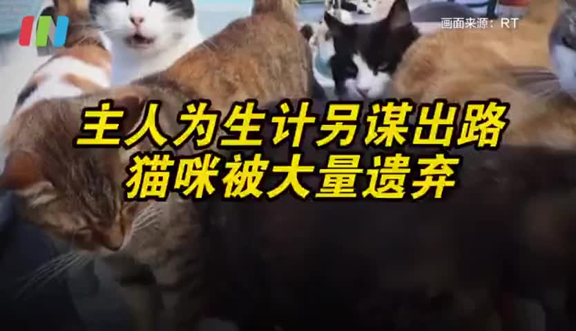 旅游胜地塞浦路斯 外籍人士迁移导致大量猫咪被遗弃