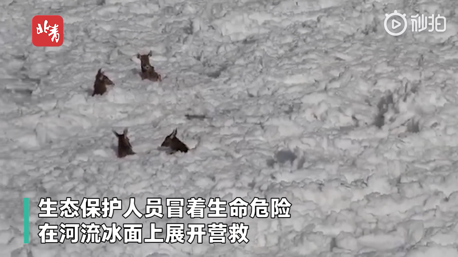 玉树6只白唇鹿陷入冰雪被成功营救