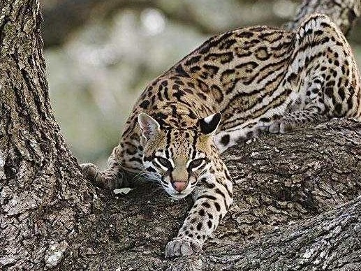 红外影像来了！宁夏贺兰山首次拍摄到野生豹猫